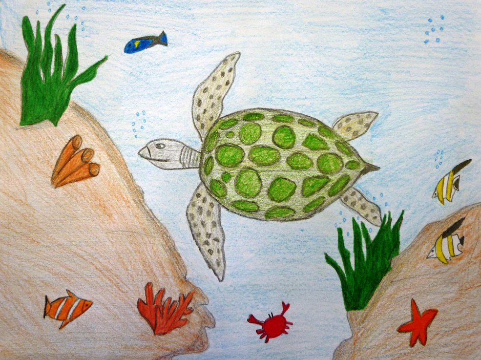 3rd Grade Honorable Mention. 'Green Sea Turtle' by Krish Kumar from Warwick Elementary School. Image courtesy US Fish and Wildlife Service.